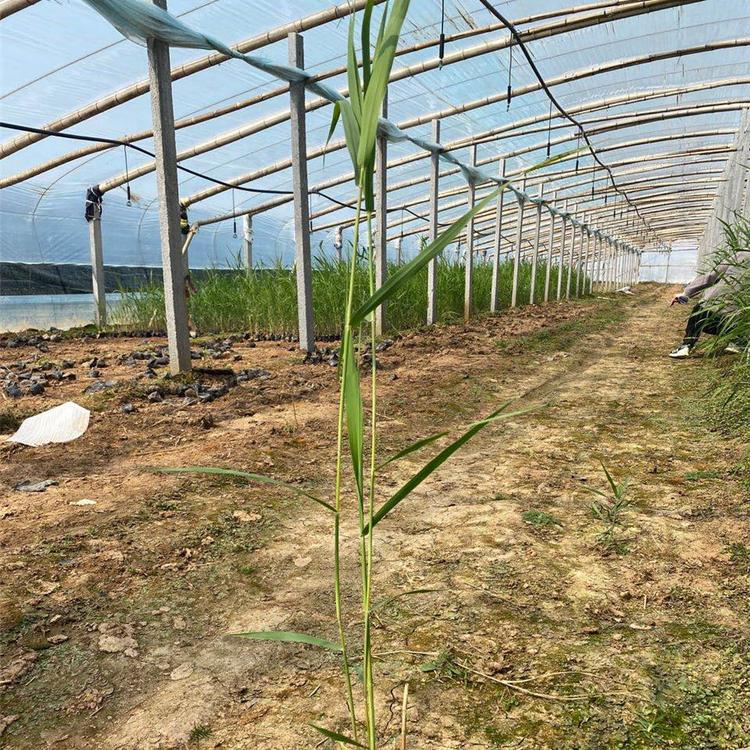 花叶芦苇 价格从优 青州花叶芦苇价格