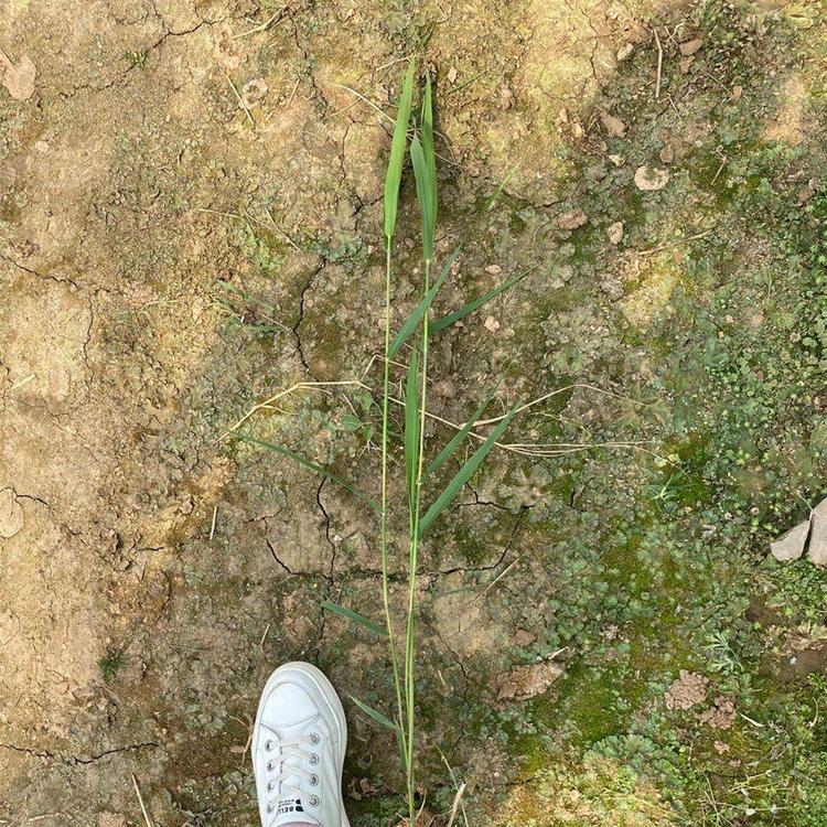 花叶芦苇苗 量大优惠 青州花叶芦苇苗报价