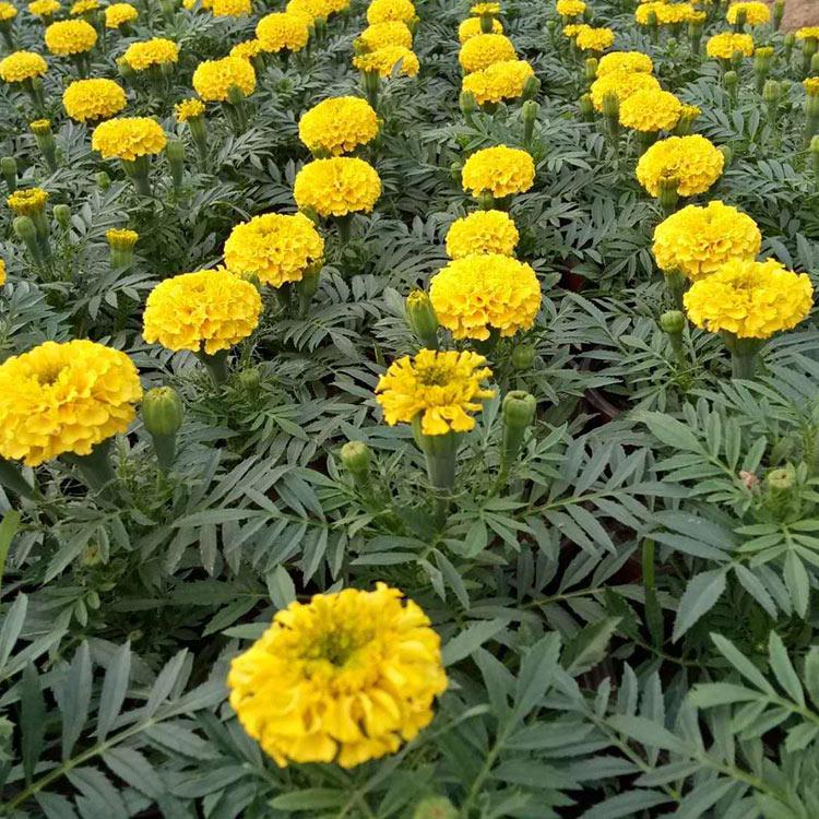 万寿菊小苗报价 价格从优 青州万寿菊小苗