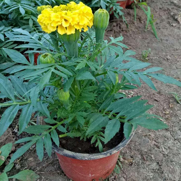 基地供应 万寿菊小苗批发价格 山东万寿菊小苗
