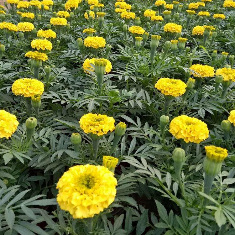 泽鑫花卉苗木 万寿菊小苗批发商 山东万寿菊盆栽