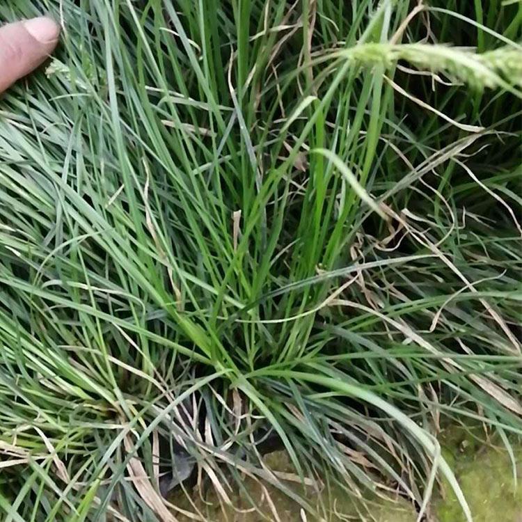 青绿苔草批发 青州青绿苔草小苗 苗圃基地批发