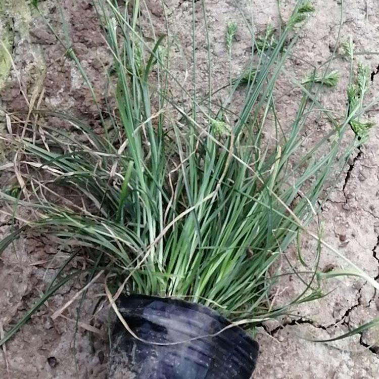 青绿苔草供应商 青州青绿苔草苗 苗圃基地批发