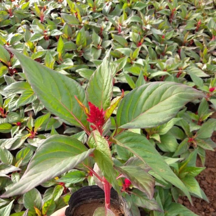 苗圃供应鸡冠花 青州鸡冠花 鸡冠花种植基地