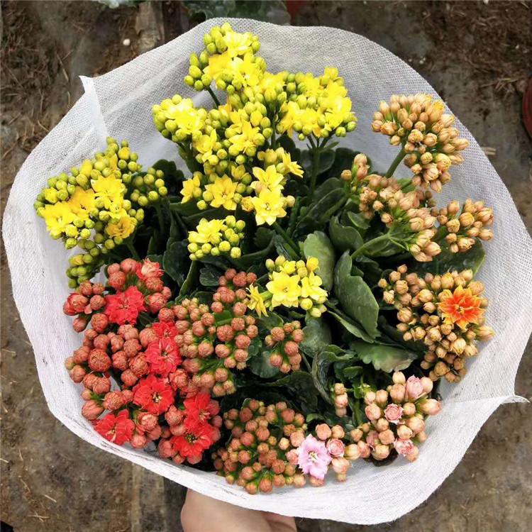 长寿花苗大量批发 苗圃供应 山东长寿花苗