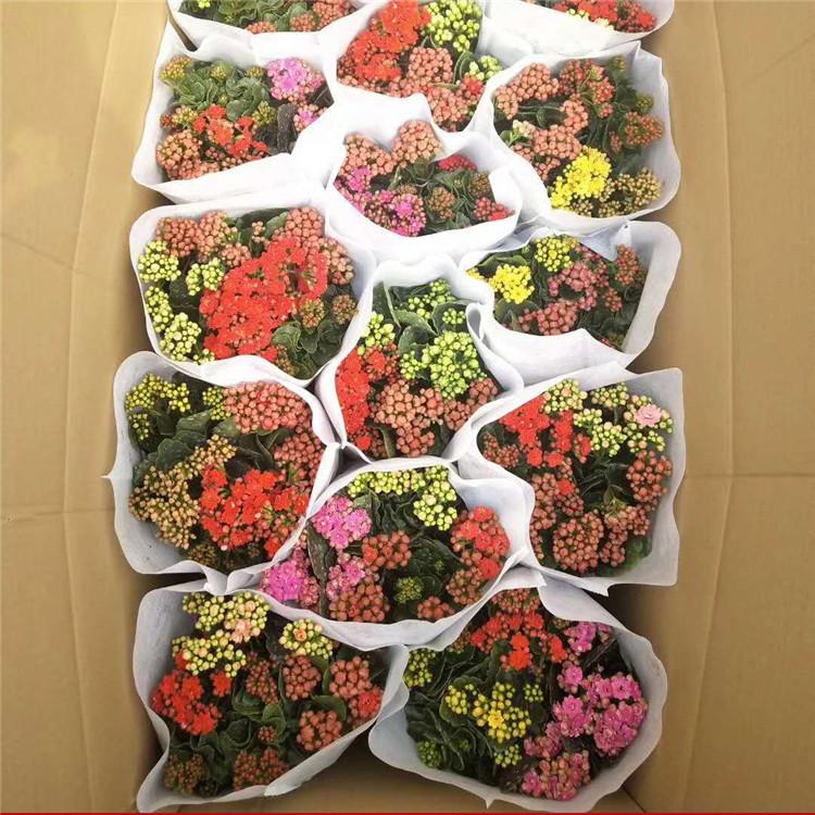 长寿花盆栽价格 产地供应 青州长寿花盆栽