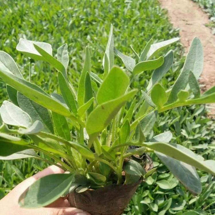 大花金鸡菊 金鸡菊报价    青州金鸡菊批发基地