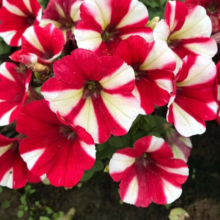矮牵牛苗直销 开春好苗子 青州矮牵牛苗