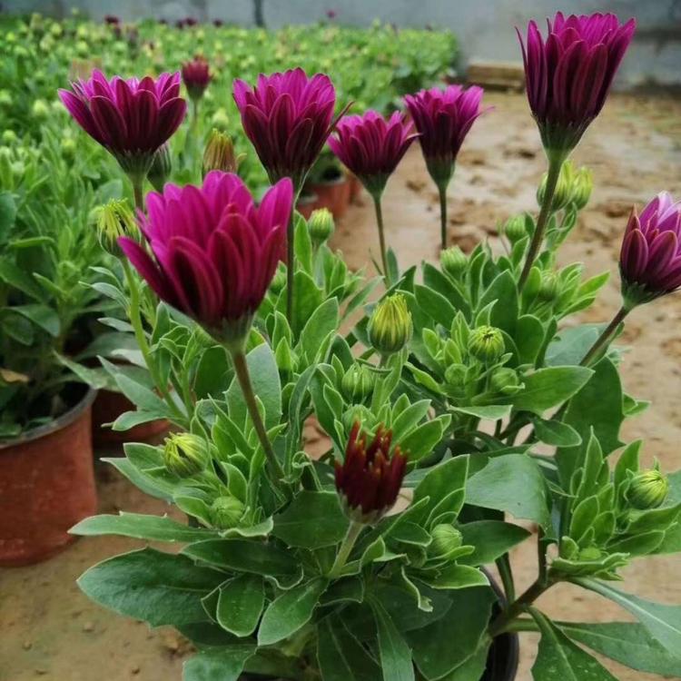南非万寿菊盆栽销售 物美价廉 青州南非万寿菊盆栽