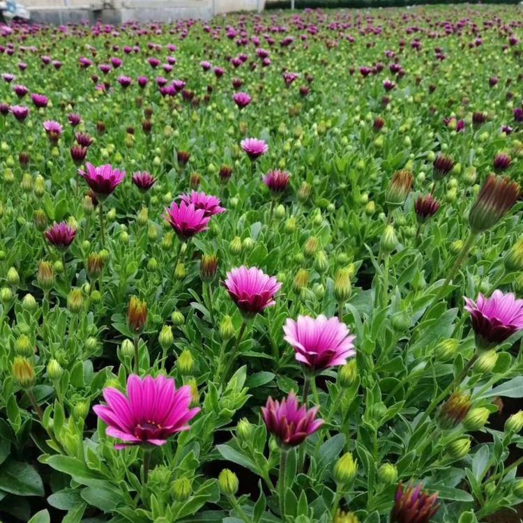 南非万寿菊大量批发 物美价廉 山东南非万寿菊