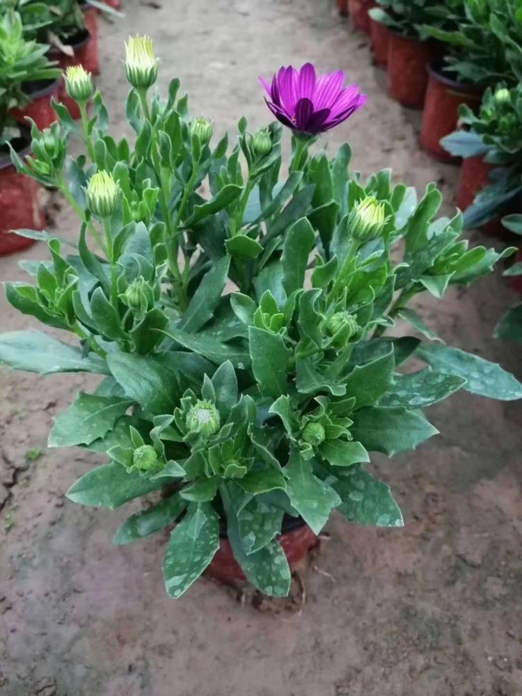 南非万寿菊销售 开春预定苗 山东南非万寿菊