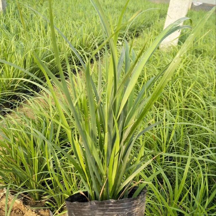 麦冬草