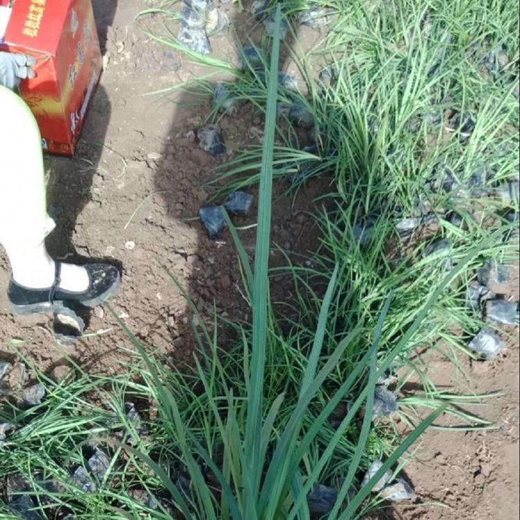 麦冬草供应 麦冬草出售 量大从优 欢迎咨询