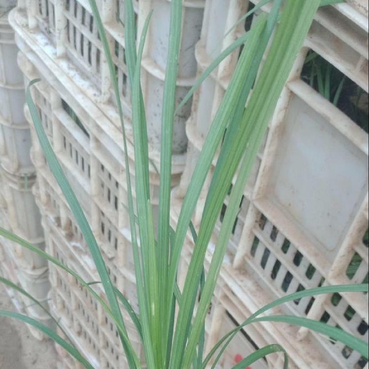 批发出售麦冬草 麦冬草价格低 质量好 现货供应