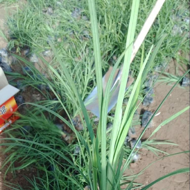 麦冬草价格 基地直销麦冬草 欢迎致电