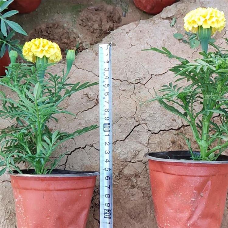 万寿菊供应商   万寿菊种植基地  万寿菊行情