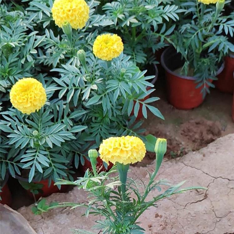 万寿菊的报价  青州万寿菊量大从优  万寿菊批发