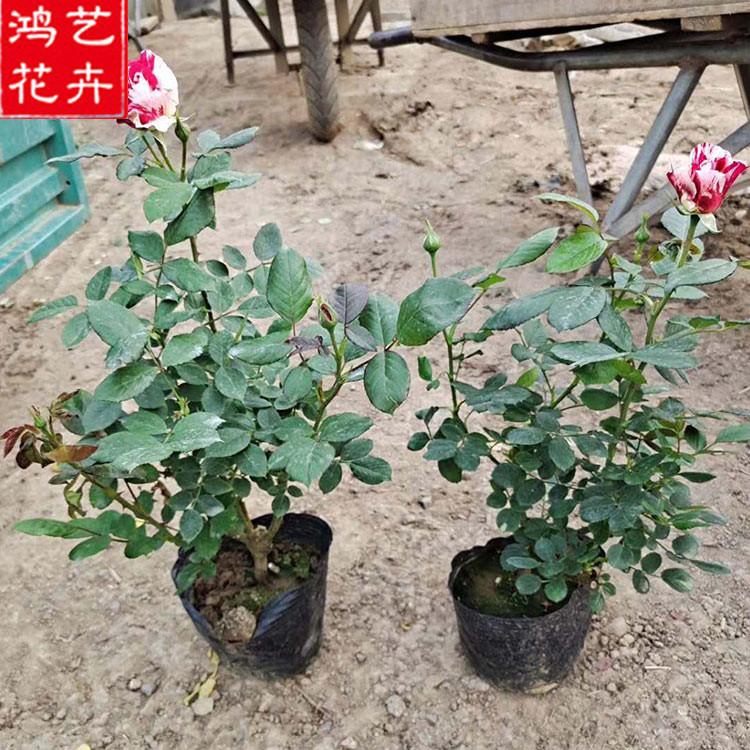 大花月季供应商 开春预定苗 山东大花月季