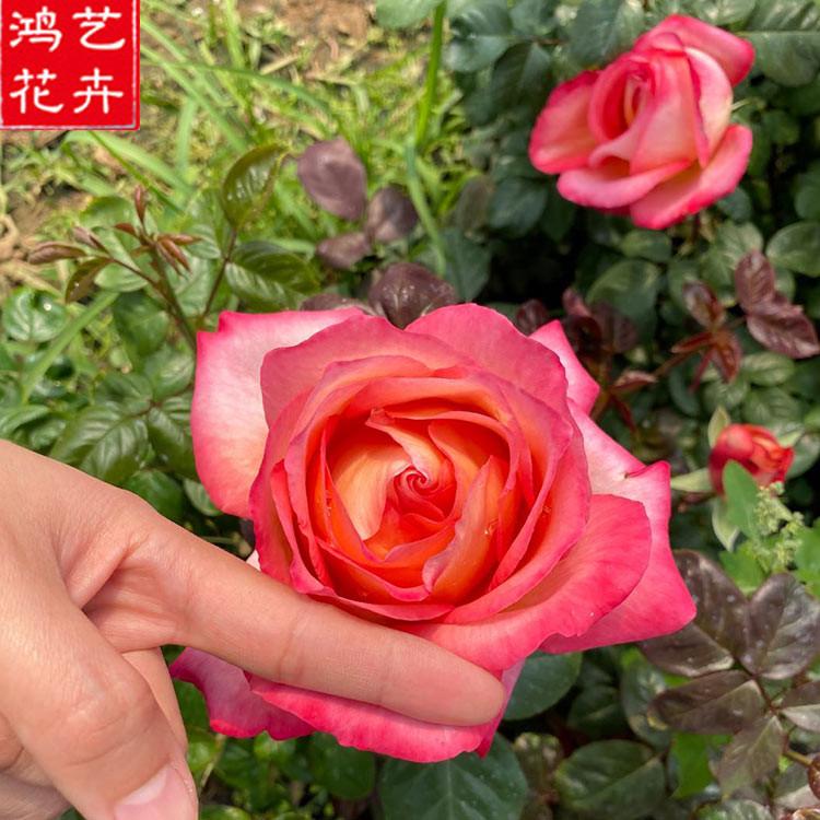鸿艺花卉苗木价格从优 月季苗种植基地 青州月季苗