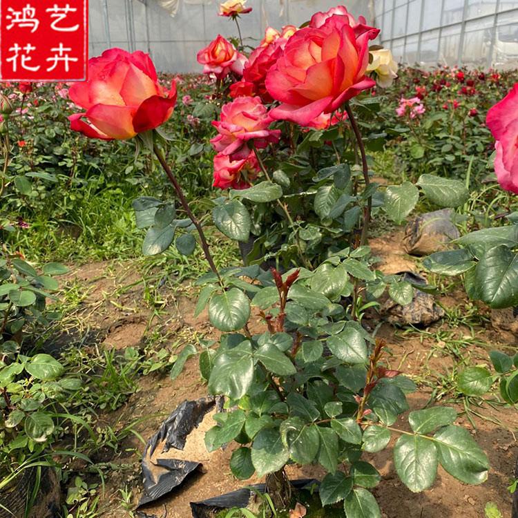 品种月季供应商 基地供应 青州品种月季