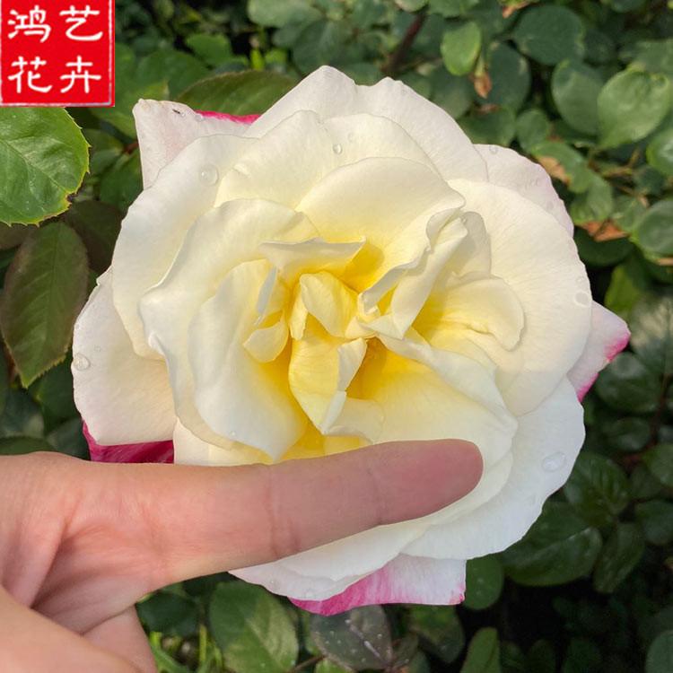 物美价廉 品种月季价格 山东品种月季