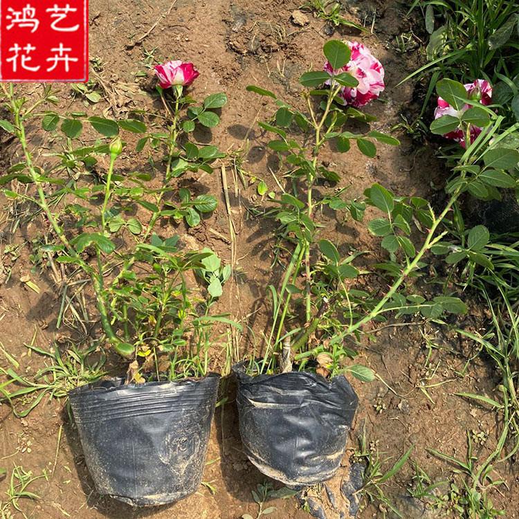 大量批发 大花月季价格 青州大花月季