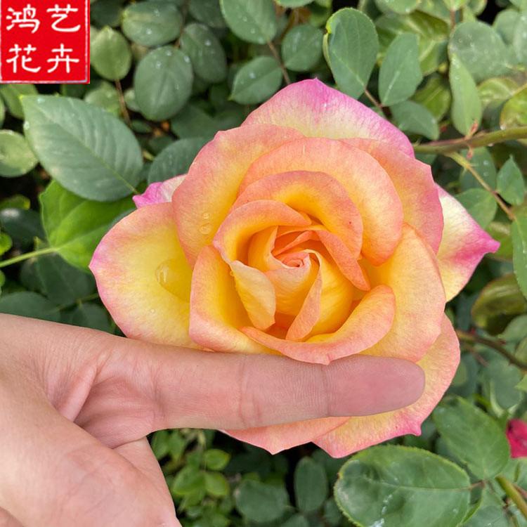 大量批发 品种月季供应商 山东品种月季