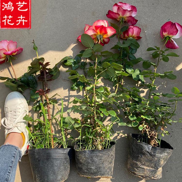 月季苗基地 基地供应 青州月季苗