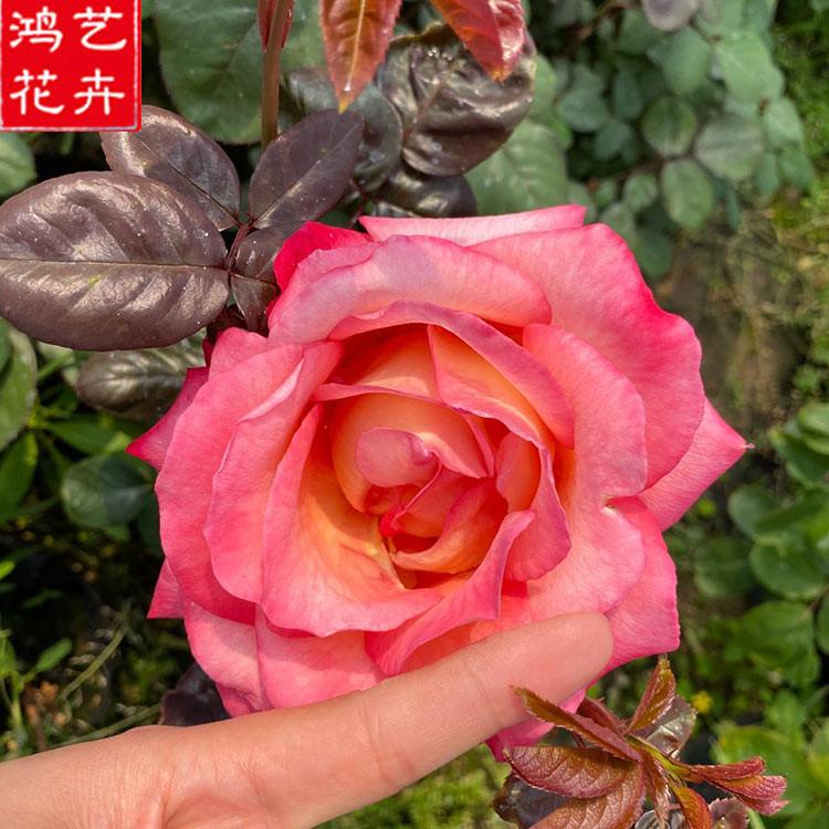嫁接月季直销 基地供应 青州嫁接月季