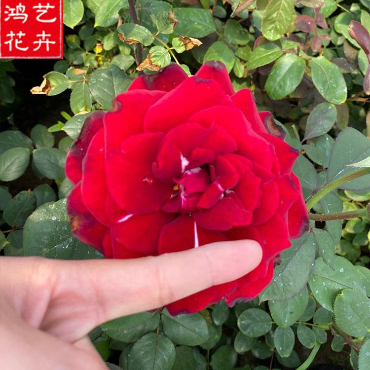 月季苗 青州月季种植基地