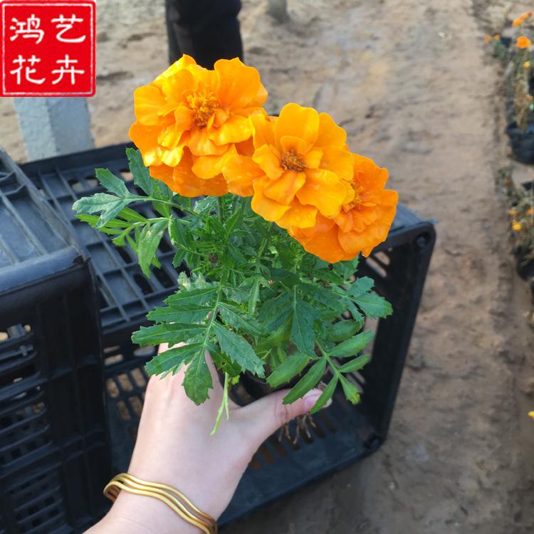 孔雀草 孔雀草批发价格
