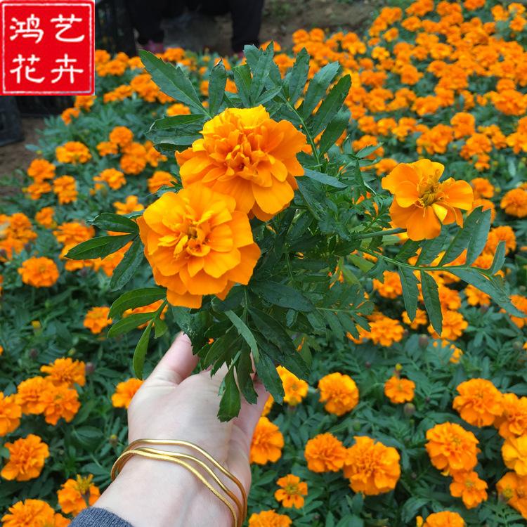 孔雀草 青州草花基地供应孔雀草小苗