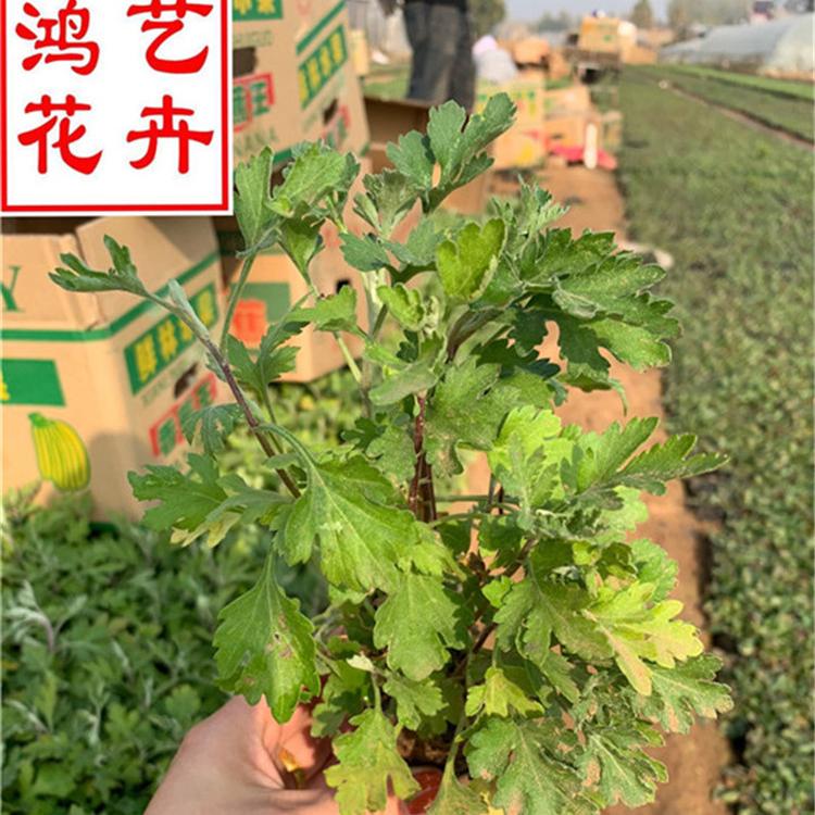 地被菊 山东地被菊种植基地 批发大量地被菊小苗