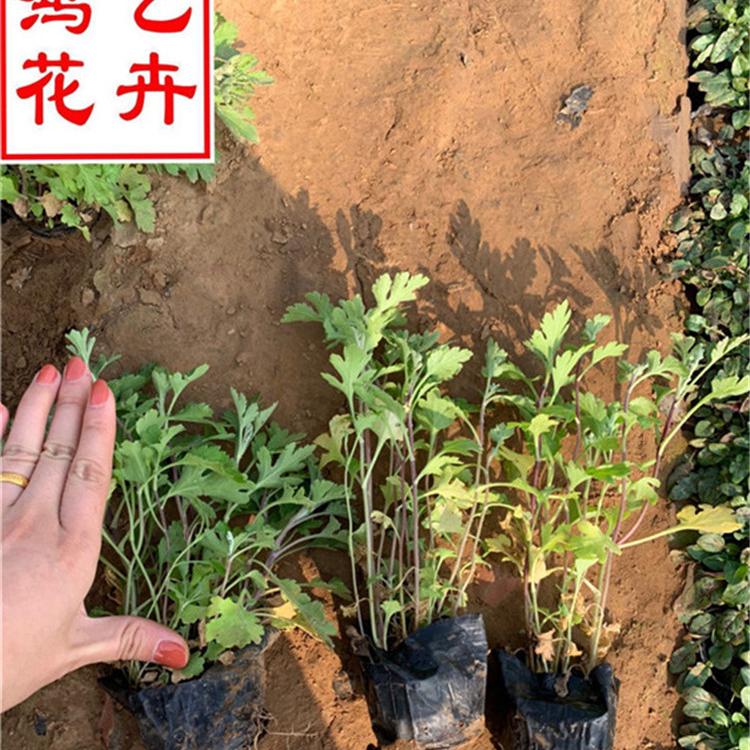地被菊 地被菊报价 鸿艺地被菊供应商