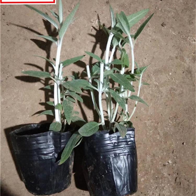 鼠尾草 墨西哥鼠尾草批发 青州草花供应