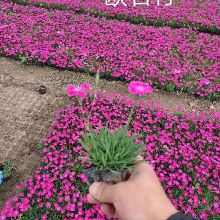 应季苗木 山东欧石竹小苗 欧石竹小苗批发商