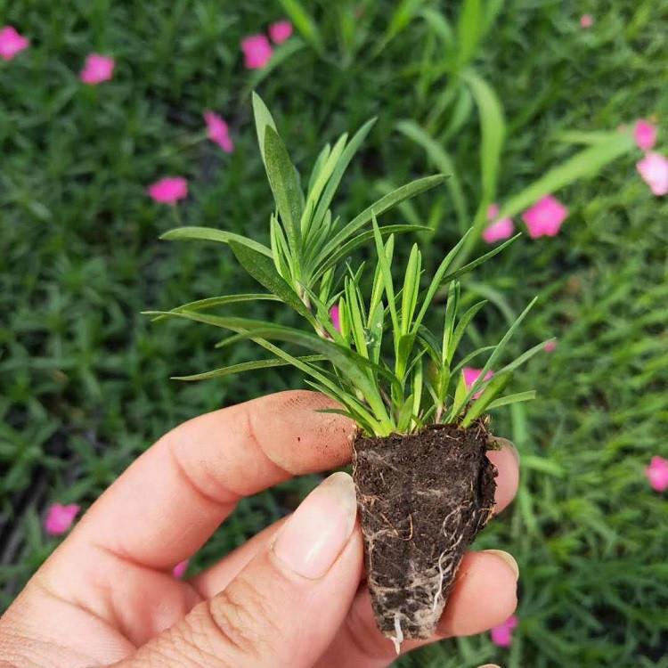 欧石竹花海 山东欧石竹小苗 欧石竹小苗价格