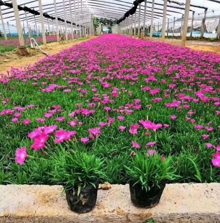 欧石竹花海 青州欧石竹小苗 欧石竹小苗报价