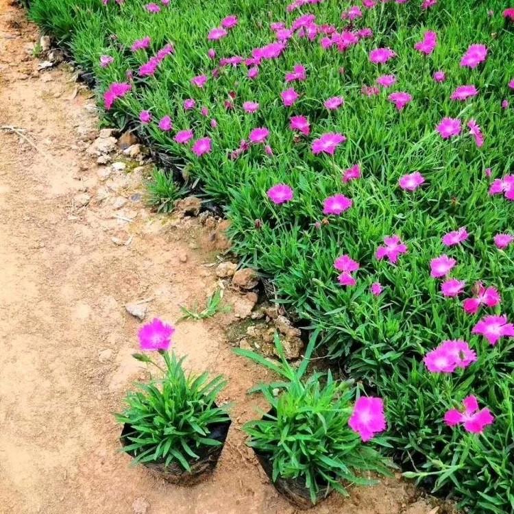 欧石竹小苗报价 苗圃基地批发 青州欧石竹小苗