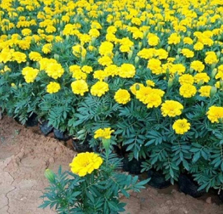 孔雀草 青州启景花卉培育种植优良孔雀草 绿化用孔雀草价格