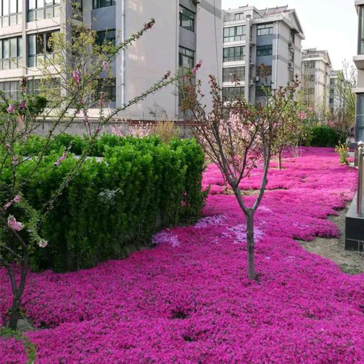芝樱苗 芝樱苗直销 地被绿化苗