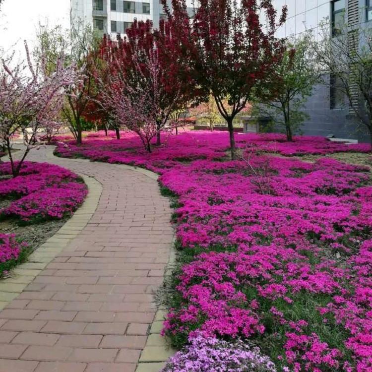 芝樱基地 芝樱花海 青州芝樱