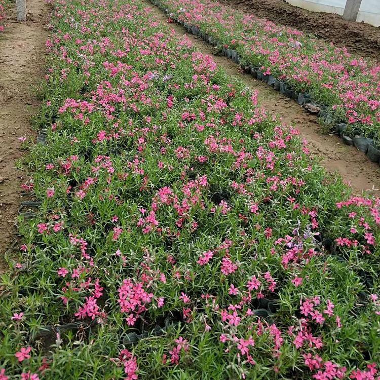 芝樱批发 开春预定苗 山东芝樱