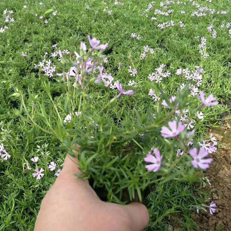 丛生福禄考供应商 芝樱花海 山东丛生福禄考