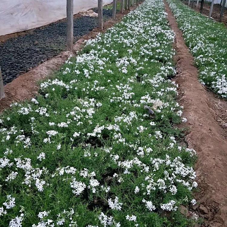 芝樱供应商 丛生福禄考花海 山东芝樱