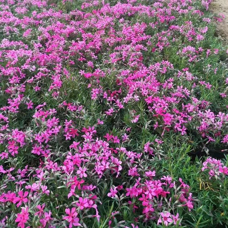 芝樱价格 园林景观专用 青州芝樱