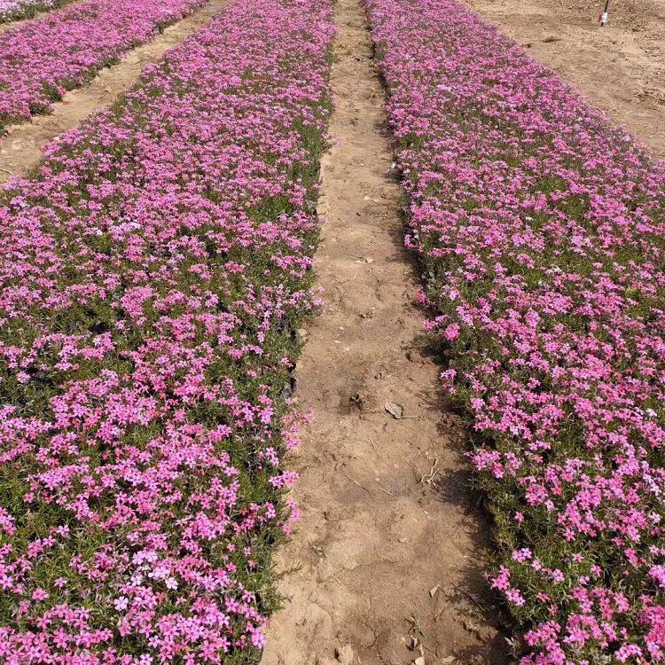 丛生福禄考种植基地 开春预定苗 山东丛生福禄考