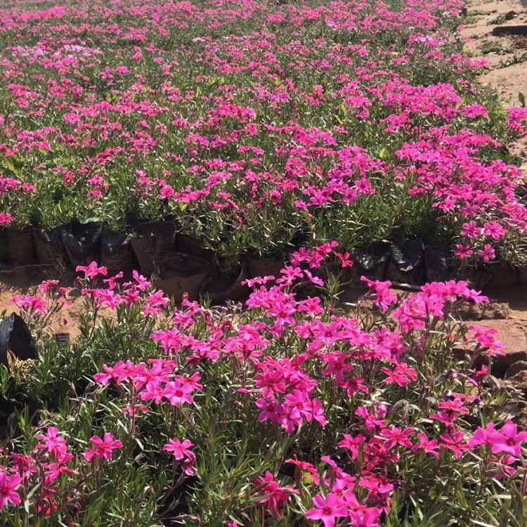 芝樱直销 芝樱花海 山东芝樱