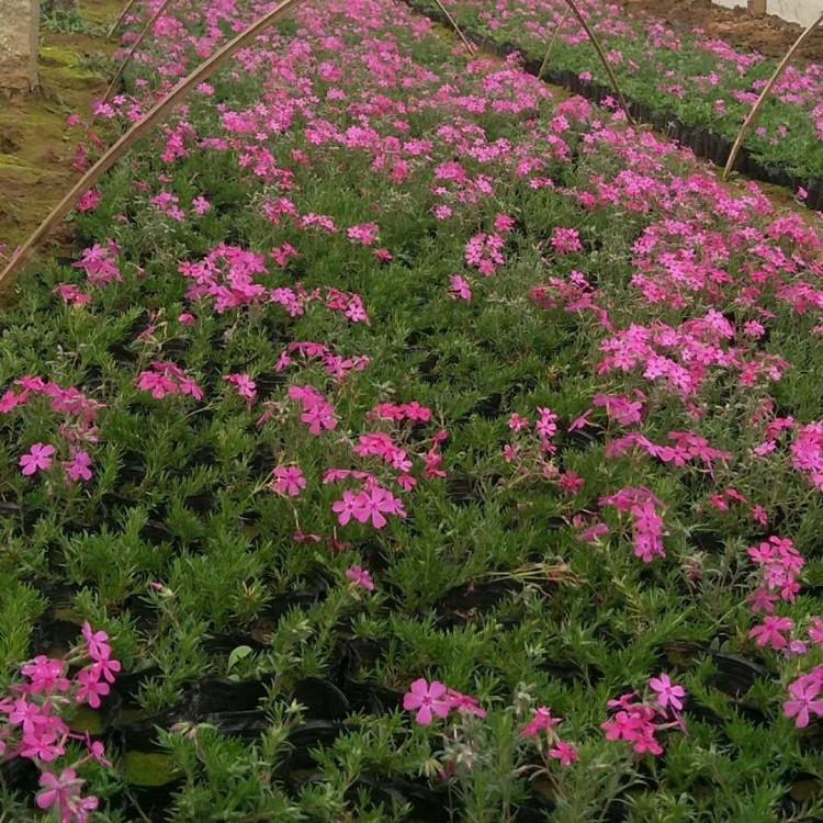 芝樱苗 芝樱苗基地 物美价廉