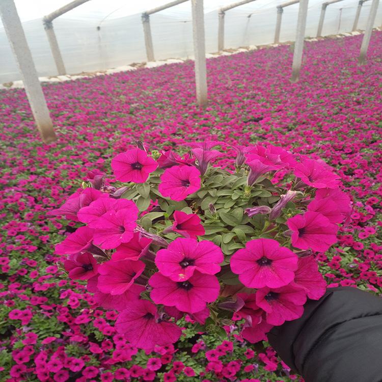 销售垂吊牵牛 垂吊牵牛花苗 盛诺园艺